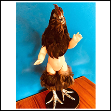 Billie the Chicken