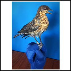 Female Blackbird
